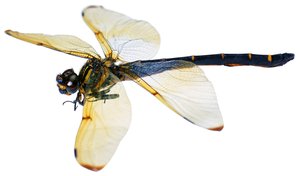 吉縣食用菌有限責任公司