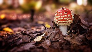 侯馬市金屬包裝有限責任公司